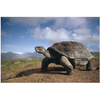 Galapagos Giant Tortoise on caldera rim, Alcedo Volcano, Galapagos Islands-Paper Art-38"x26"