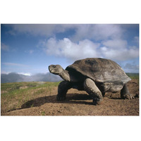 Galapagos Giant Tortoise on caldera rim, Alcedo Volcano, Galapagos Islands-Paper Art-50"x34"