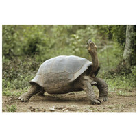 Darwin's Finch and Volcan Alcedo Giant Tortoise, Galapagos Islands-Paper Art-32"x22"