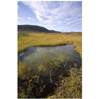 Tundra bog in autumn, Saglek coast, Labrador Bay, Newfoundland, Canada-Paper Art-14"x20"