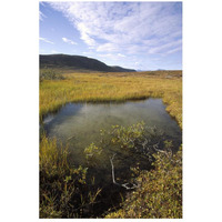 Tundra bog in autumn, Saglek coast, Labrador Bay, Newfoundland, Canada-Paper Art-18"x26"