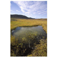 Tundra bog in autumn, Saglek coast, Labrador Bay, Newfoundland, Canada-Paper Art-22"x32"