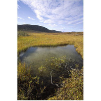 Tundra bog in autumn, Saglek coast, Labrador Bay, Newfoundland, Canada-Paper Art-42"x62"