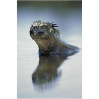 Marine Iguana, Punta Espinosa, Galapagos Islands, Ecuador-Paper Art-14&quotx20"