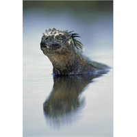 Marine Iguana, Punta Espinosa, Galapagos Islands, Ecuador-Paper Art-42"x62"