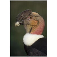 Andean Condor flushing brightly when excited, Cayambe, Ecuador-Paper Art-22"x32"