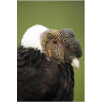 Andean Condor adult male raising ruff to keep head warm, Cayambe, Ecuador-Paper Art-14"x20"