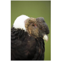 Andean Condor adult male raising ruff to keep head warm, Cayambe, Ecuador-Paper Art-22"x32"