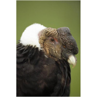 Andean Condor adult male raising ruff to keep head warm, Cayambe, Ecuador-Paper Art-26"x38"