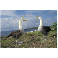 Waved Albatross courtship display, Galapagos Islands, Ecuador-Paper Art-26"x18"