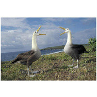 Waved Albatross courtship display, Galapagos Islands, Ecuador-Paper Art-32&quotx22"