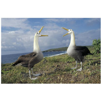 Waved Albatross courtship display, Galapagos Islands, Ecuador-Paper Art-38"x26"