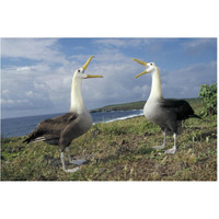 Waved Albatross courtship display, Galapagos Islands, Ecuador-Paper Art-62"x42"