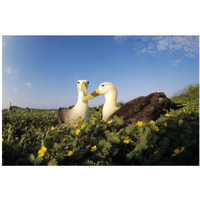 Waved Albatross pair bonding, Galapagos Islands, Ecuador-Paper Art-20"x14"