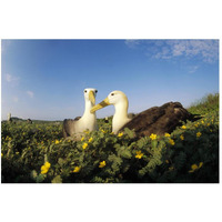 Waved Albatross pair bonding, Galapagos Islands, Ecuador-Paper Art-50&quotx34"