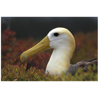 Waved Albatross portrait, Galapagos Islands, Ecuador-Paper Art-20&quotx14"