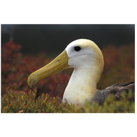 Waved Albatross portrait, Galapagos Islands, Ecuador-Paper Art-26&quotx18"