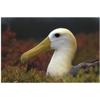 Waved Albatross portrait, Galapagos Islands, Ecuador-Paper Art-38&quotx26"