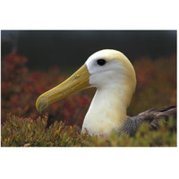 Waved Albatross portrait, Galapagos Islands, Ecuador-Paper Art-50&quotx34"