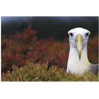 Waved Albatross portrait, Galapagos Islands, Ecuador-Paper Art-20&quotx14"