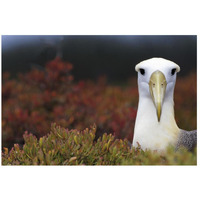 Waved Albatross portrait, Galapagos Islands, Ecuador-Paper Art-26&quotx18"