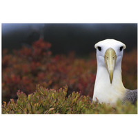 Waved Albatross portrait, Galapagos Islands, Ecuador-Paper Art-38&quotx26"