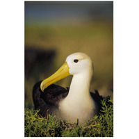 Waved Albatross, Galapagos Islands, Ecuador-Paper Art-18"x26"