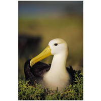 Waved Albatross, Galapagos Islands, Ecuador-Paper Art-22"x32"