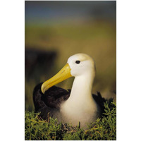 Waved Albatross, Galapagos Islands, Ecuador-Paper Art-26"x38"