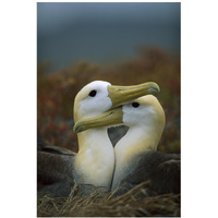 Waved Albatross pair bonding, Galapagos Islands, Ecuador-Paper Art-14"x20"