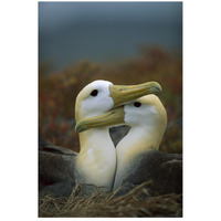 Waved Albatross pair bonding, Galapagos Islands, Ecuador-Paper Art-18"x26"