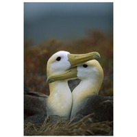 Waved Albatross pair bonding, Galapagos Islands, Ecuador-Paper Art-22&quotx32"