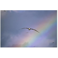 Waved Albatross soaring through rainbow, Galapagos Islands, Ecuador-Paper Art-26"x18"