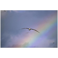 Waved Albatross soaring through rainbow, Galapagos Islands, Ecuador-Paper Art-32&quotx22"