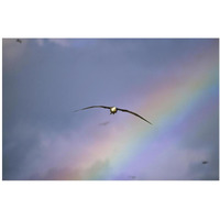 Waved Albatross soaring through rainbow, Galapagos Islands, Ecuador-Paper Art-38"x26"