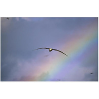 Waved Albatross soaring through rainbow, Galapagos Islands, Ecuador-Paper Art-50&quotx34"