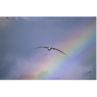 Waved Albatross soaring through rainbow, Galapagos Islands, Ecuador-Paper Art-62"x42"