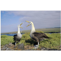 Waved Albatross pair courting, Galapagos Islands, Ecuador-Paper Art-20"x14"