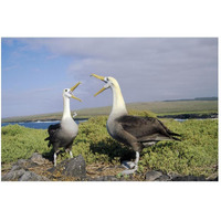 Waved Albatross pair courting, Galapagos Islands, Ecuador-Paper Art-50"x34"