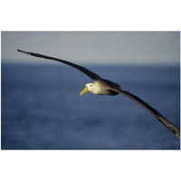 Waved Albatross flying, Galapagos Islands, Ecuador-Paper Art-38"x26"