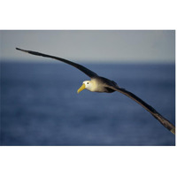 Waved Albatross flying, Galapagos Islands, Ecuador-Paper Art-62"x42"