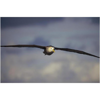 Waved Albatross flying, Galapagos Islands, Ecuador-Paper Art-20"x14"