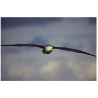 Waved Albatross flying, Galapagos Islands, Ecuador-Paper Art-26"x18"