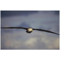 Waved Albatross flying, Galapagos Islands, Ecuador-Paper Art-32"x22"