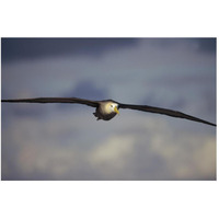 Waved Albatross flying, Galapagos Islands, Ecuador-Paper Art-50"x34"