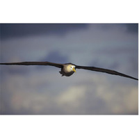 Waved Albatross flying, Galapagos Islands, Ecuador-Paper Art-62"x42"