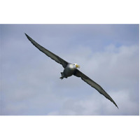 Waved Albatross flying, Galapagos Islands, Ecuador-Paper Art-62"x42"