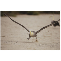 Waved Albatross using beach as runway for takeoff, Galapagos Islands, Ecuador-Paper Art-26"x18"