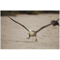 Waved Albatross using beach as runway for takeoff, Galapagos Islands, Ecuador-Paper Art-32"x22"