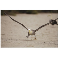 Waved Albatross using beach as runway for takeoff, Galapagos Islands, Ecuador-Paper Art-38&quotx26"